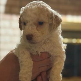 Gray Boy - Orange male Lagotto Romagnolo puppy in Chicago, Illinois from Midwest Lagotto Romagnolo