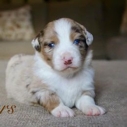 Miniature Australian Shepherd and Toy Australian Shepherd Puppies from Riverbark