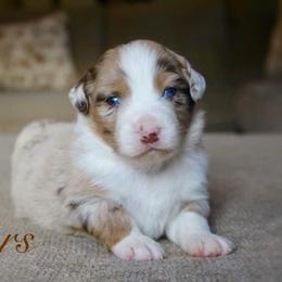 Miniature Australian Shepherd and Toy Australian Shepherd Puppies from Riverbark