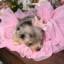 AKC Daisy - Blue merle female Pomeranian puppy in Houston, Texas from MD Bella Pomeranian