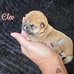 Cleo - pink collar - Red female Shiba Inu puppy in Inverness, Florida from Shore Thing Shiba’s