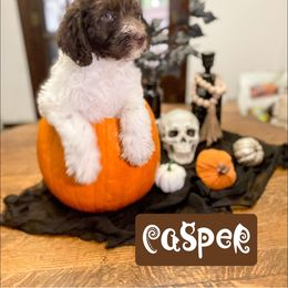 Double Doodle and Labradoodle Puppies from Magnolia & Finn Doodles