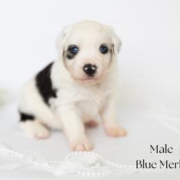 Cody - Blue merle male Miniature Australian Shepherd puppy in Wooster, Ohio from Kari's Mini Aussies