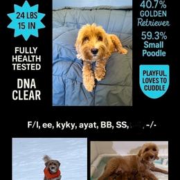 Nocona - Goldendoodle