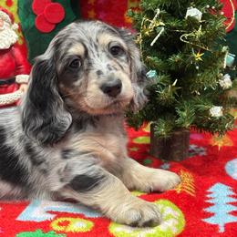 Blue collar - Dapple male Dachshund puppy in Chicago, Illinois from RGZ Doxies