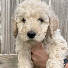 Garth - Cream Goldendoodle puppy in Morrow, Ohio from RemiRoodles