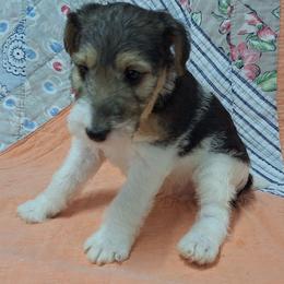 Claire - White black and tan female Wire Fox Terrier puppy in Lancaster, Missouri from Missouri Meadows Farm