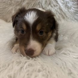 Sleepy - Red tri male Miniature Australian Shepherd puppy in Quincy, Illinois from SK Aussie’s