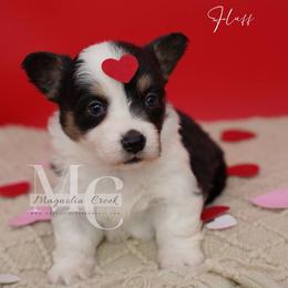 Gigi (Fluffy) - Black and tan female Pembroke Welsh Corgi puppy in Straughn, Alabama from Magnolia Creek Corgis