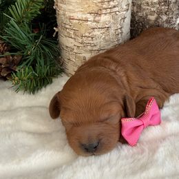 Aspen - Pink Collar - Red female Cavapoo puppy in South Jordan, Utah from Simply Sweet Paws. LLC
