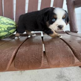 Boy 2 - Black tri male Miniature Australian Shepherd puppy in Bethany, Illinois from Rachel at Marrowbone Creek Aussies