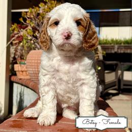 Betsy - Cream female Australian Labradoodle puppy in Citrus Heights, California from Elite Blend Labradoodles