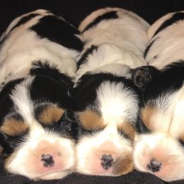 Cavalier King Charles Spaniel Puppies from Jackson's Cavaliers