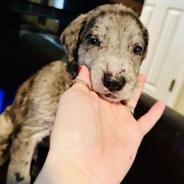 Great Dane Puppies from Florida Danes