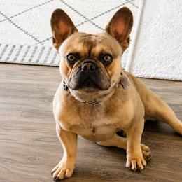 Duke - French Bulldog