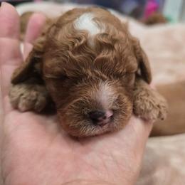 Boy 3 - Red male Cavapoo puppy in Knoxville, Tennessee from Shannan's Cavapoos