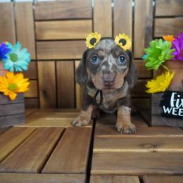 Violet - AKC - Dapple female Dachshund puppy in Miami, Florida from Oscar's Dachshunds