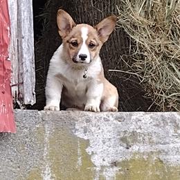 Natural tail, triple clear, OFA parents, CKC - Red and white female American Corgi puppy in Harpursville, New York from Rex Farm Corgis