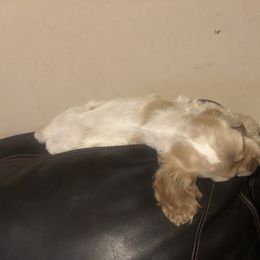 Cocker Spaniel Puppies from CamHardt Cockers Estate