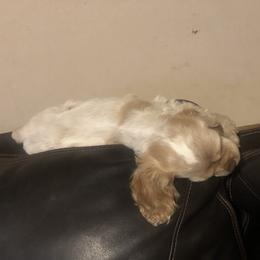 Cocker Spaniel Puppies from CamHardt Cockers Estate