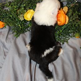 Old English Sheepdog, Sheepadoodle, and Shih Tzu Puppies from Animal Crackers