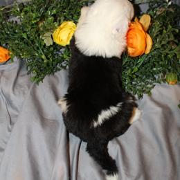 Old English Sheepdog, Sheepadoodle, and Shih Tzu Puppies from Animal Crackers