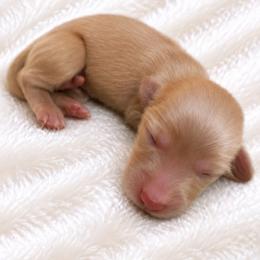 Carol - Cream female Dachshund puppy in Sebring, Florida from Mini Weenies