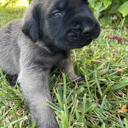 Mastiff Puppies from Treasure Coast Mastiffs