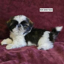 Blue Collar - Sable and white male Shih Tzu puppy in Wymore, Nebraska from RVK Bulldogs & Shih-Tzus