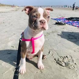 Boston Terrier Puppies from Lola’s House of Bostons & Rescue