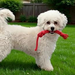 Hope - Havanese