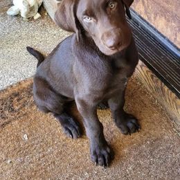 Labrador Retriever Puppies from Rick's Retrievers
