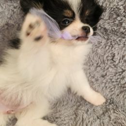 Girl 1 - Tri-colored female Pomeranian puppy in Victorville, California from Star Kid Poms