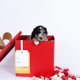 Beautiful - Merle female Sheepadoodle puppy in Los Angeles, California from Exquisite Doodles