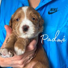 PADME - Red  female Goldendoodle puppy in Minneapolis, Minnesota from The Golden Roo
