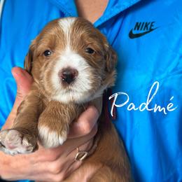 PADME - Red  female Goldendoodle puppy in Minneapolis, Minnesota from The Golden Roo