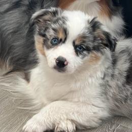 Galinda - Blue merle female Miniature American Shepherd puppy in Groesbeck, Texas from Epic Miniature American Shepherds