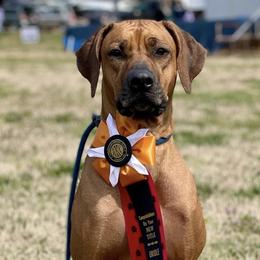Rhodesian Ridgebacks from Jessica's Rhodesian Ridgebacks