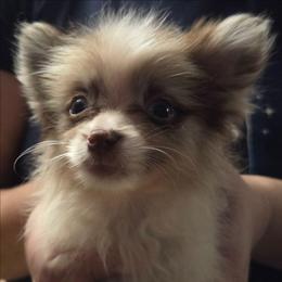 Chocolate merle parti - Chocolate merle male Pomeranian puppy in Hazleton, Indiana from Hyneman's Haven Poms
