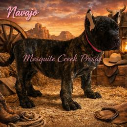 Perro de Presa Canario Puppies from Mesquite Creek Kennels