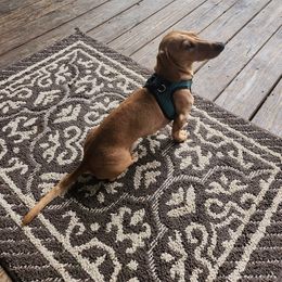 Oakley - Dachshund