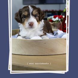 Baloo - Red tri-color male Aussiedoodle puppy in Salem, Utah from Go West Mini Aussies