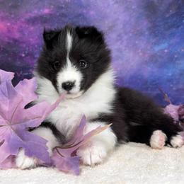 Quill - Black white and tan female Shetland Sheepdog puppy in Elk, Washington from Asgard Shetland Sheepdogs