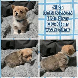 Alice - High Voltage Moonlight Promise - Red female Pembroke Welsh Corgi puppy in Macon, Georgia from High Voltage Corgis