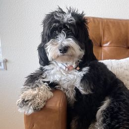 Bernedoodles from Idahome Doodle