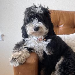 Bernedoodles from Idahome Doodle