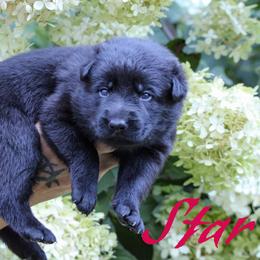 Pink - Black female German Shepherd puppy in New York from Spitze German Shepherds