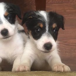 Russell Terrier Puppies from Blue Bass Kennel