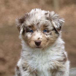 Joe - Red merle male Australian Shepherd puppy in Coldwater, Michigan from Northern Star Australian Shepherds