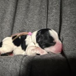 Purple - Parti female Miniature Schnauzer puppy in Tacoma, Washington from AKC Nordwest Schnauzers